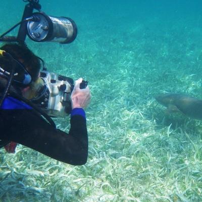 Mientras bucea, voluntario ambiental en Belice le toma una foto a un tiburón. Voluntariado de conservación marina en Belice fotografiando a un tiburón.